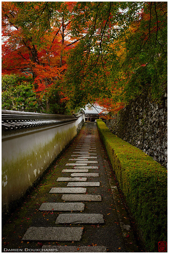 Path covered by colorful maple trees in Yoshimine-dera temple, Kyoto, Japan