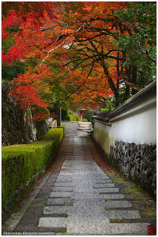 Maple trees in autumn over a path of Yoshimine-dera temple, Kyoto, Japan