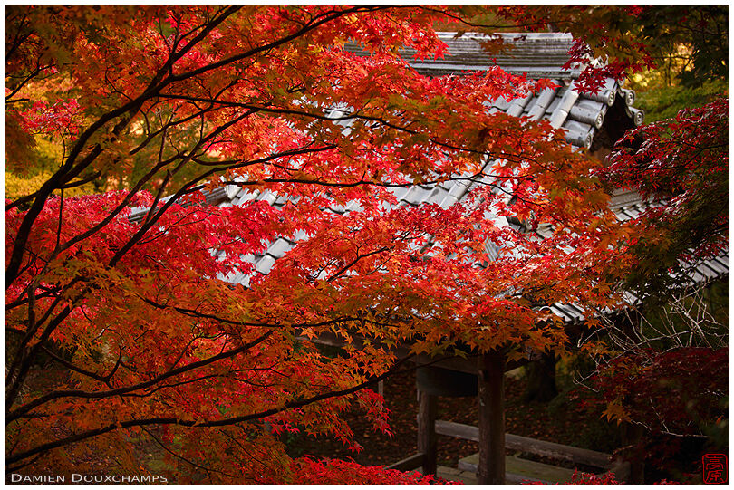 Fiery red autumn colors in Shoji-ji temple, Kyoto, Japan