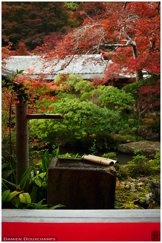 Red carpet for red autumn colors, with tsukubai water basin thrown in for good measure, Jisso-in temple, Kyoto, Japan