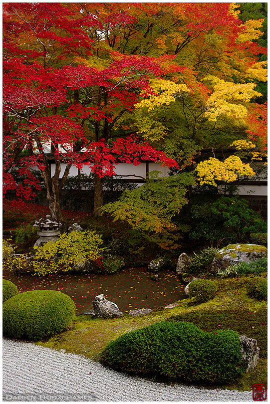 Mixed autumn colours in the garden of Sennyu-ji temple, Kyoto, Japan