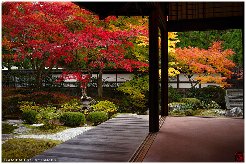 Rainbow colours during peak autumn season in Sennyu-ji temple garden, Kyoto, Japan