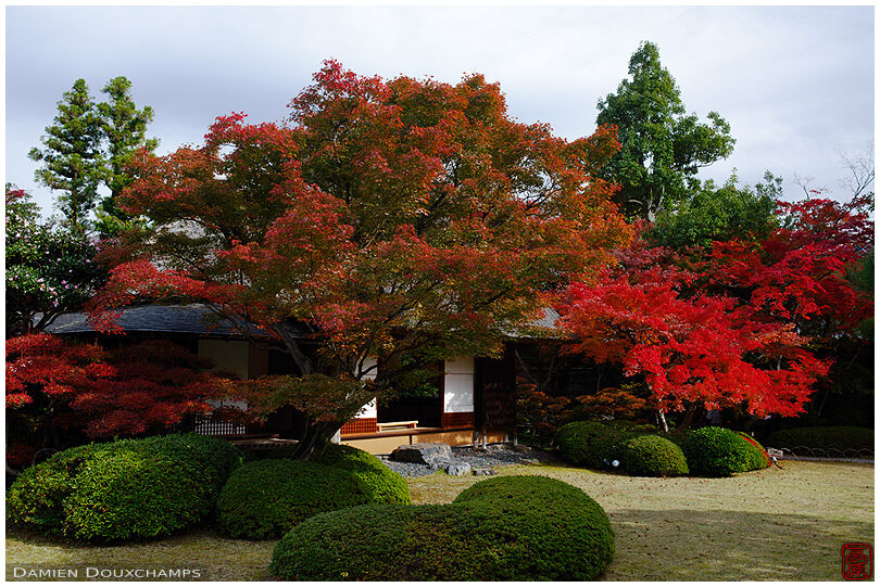 Tea house surrounded by red maple trees in the gardens of Kachu-an, Kyoto, Japan