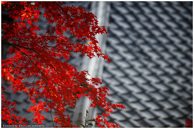 Red maple leaves and tiled roof in Reikan-ji temple, Kyoto, Japan