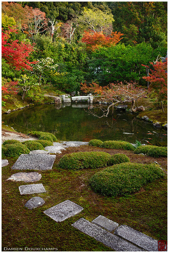 Koi-filled pond in the garden of Kōun-ji temple, Kyoto, Japan