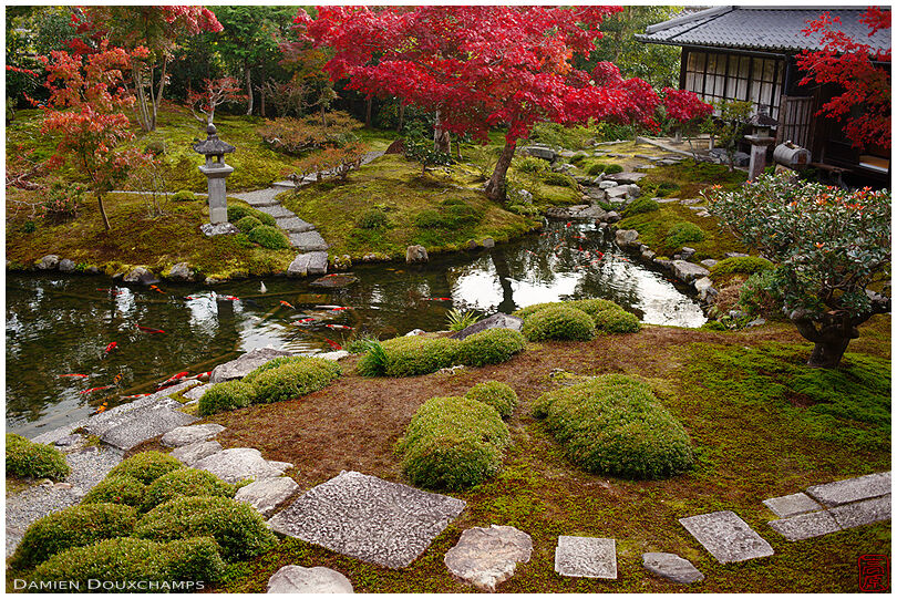 Koi carp pond and autumn colors in the garden of Koun-ji temple, Kyoto, Japan