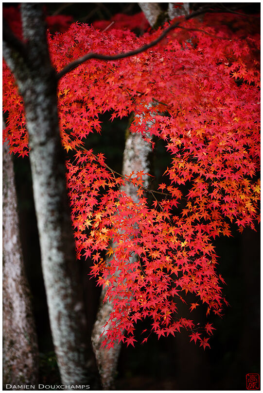 Perfect red autumn colours, Shodensanso, Kyoto, Japan