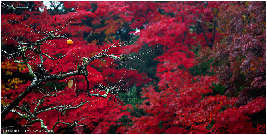 Last persimmon hanging on for dear life as autumn foliage peaks in Shisendo temple, Kyoto, Japan