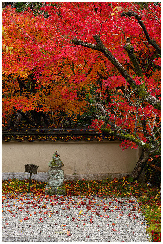 Red autumn colours dwarfing the small intimate rock garden of Nobotoke-an, Kyoto, Japan