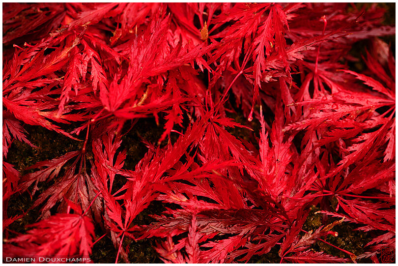 Bright red fallen maple leaves, Nobotoke-an temple, Kyoto, Japan