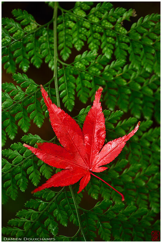 Red Japanese maple leaf on fern, Nobotoke-an, Kyoto, Japan