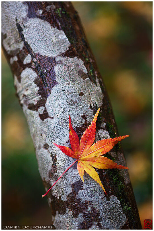 Perfect fallen autumn leaf, Nobotoke-an temple, Kyoto, Japan