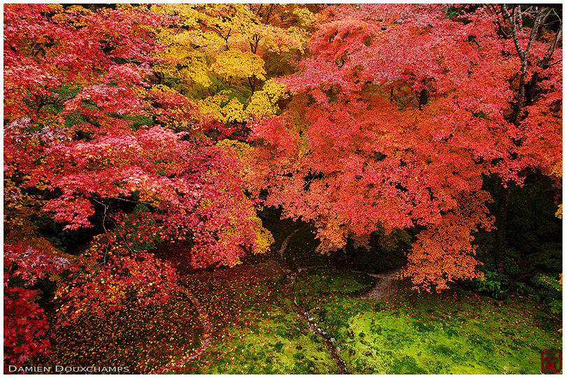 Autumn colors over the moss garden of Ruriko-in temple, Kyoto, Japan