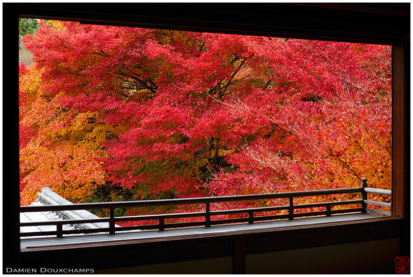 Balcony with view on fiery red autumn foliage, Ruriko-in temple, Kyoto, Japan