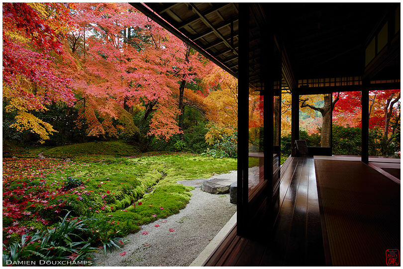 Thick moss garden under the cover of red maple in autumn, Ruriko-in temple, Kyoto, Japan
