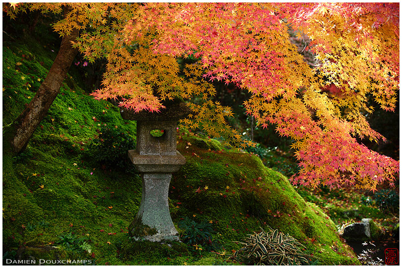 Lantern hiding under perfect autumn colours in a moss garden of Ruriko-in temple, Kyoto, Japan