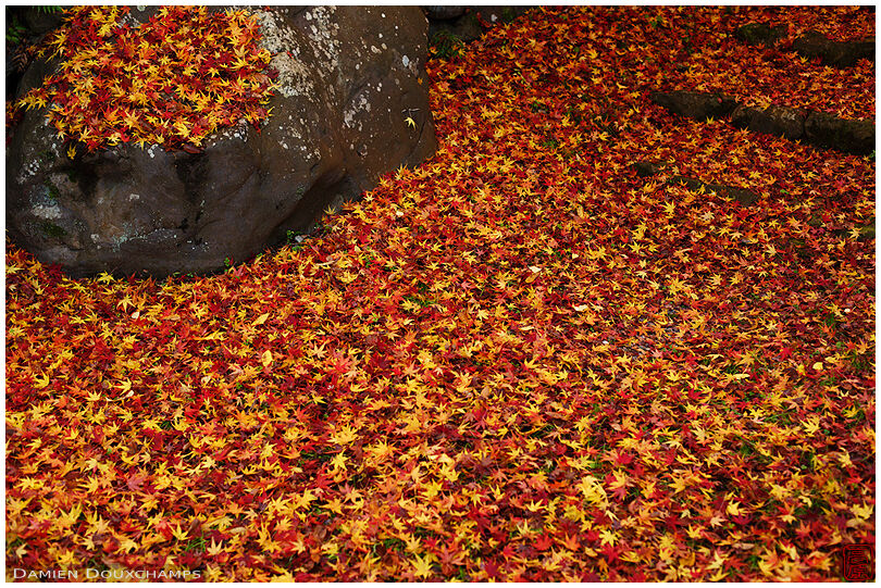 Carpet of fallen autumn leaves near Ruriko-in temple, Kyoto, Japan