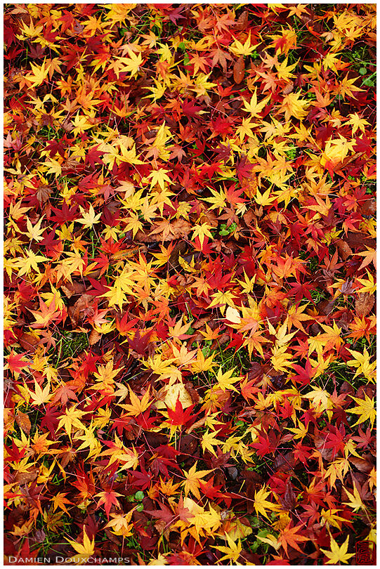 Carpet of red, orange and yellow fallen maple leaves, Kyoto, Japan