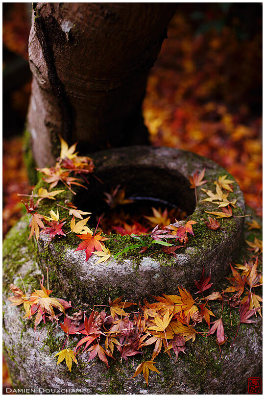 Small tsukubai water basin with fallen maple leaves in autumn, Kyoto, Japan