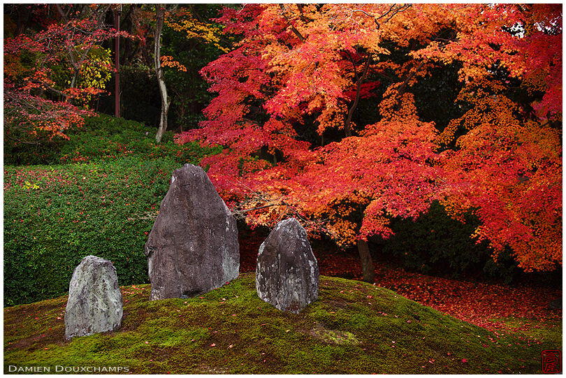 Fiery autumn colours over moss garden and its standing stones, Komyo-in temple, Kyoto, Japan