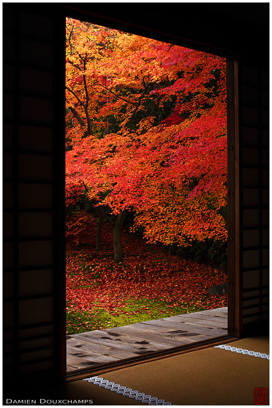 Window on fiery red autumn foliage, Komyo-in temple, Kyoto, Japan