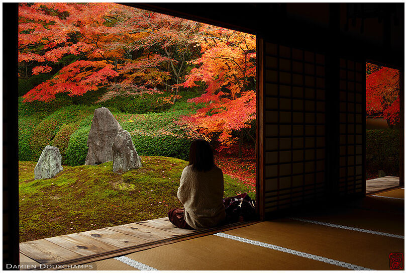 Woman admiring the bright autumn colours on the moss garden of Komyo-in temple, Kyoto, Japan