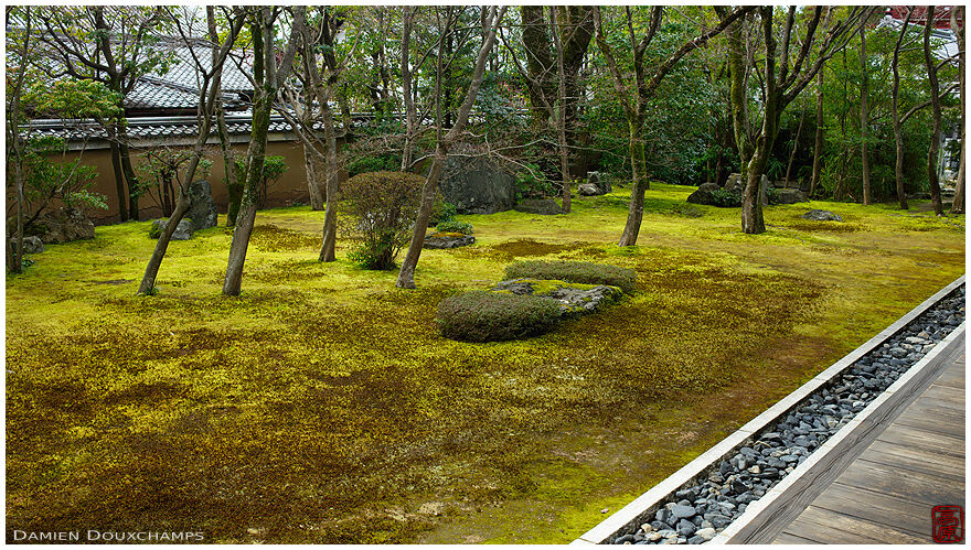 Moss garden of Kobai-in temple, Kyoto, Japan