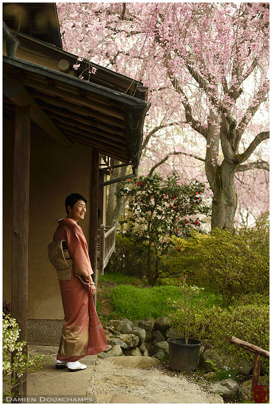 Kimono wearing woman during cherry blossom season in the Haradani-en garden, Kyoto, Japan
