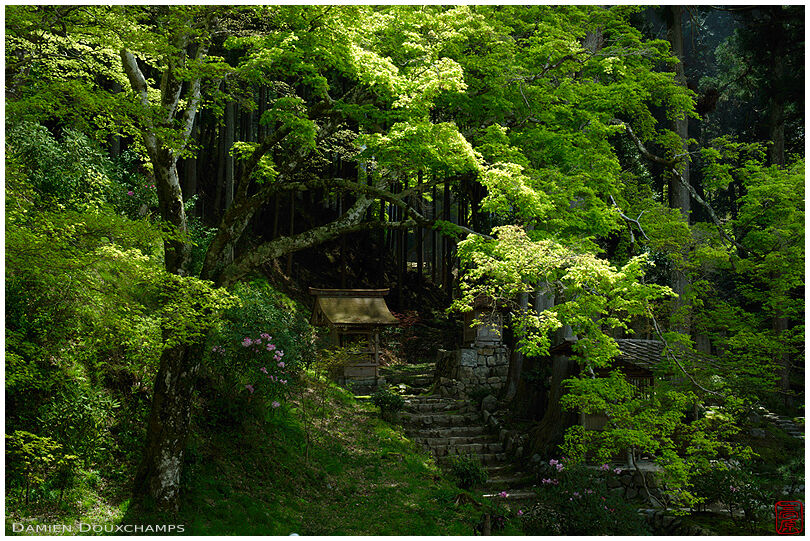 Small shrine lost in lush green vegetation, Shorin-in temple, Kyoto, Japan