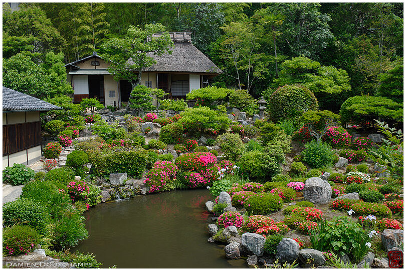 Rhododendron pink colors dotting the garden of Toji-in temple and its tea house in Kyoto, Japan