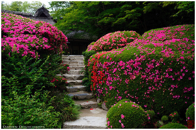 Stairs passing between red and pink large rhododendron bushes in Shisendo temple garden, Kyoto, Japan