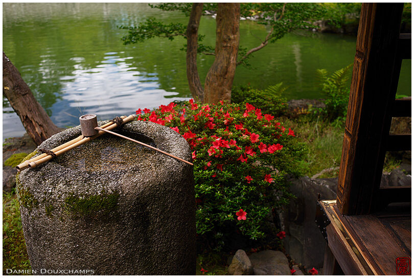 Tsukubai water basin and red azalea blooming in the Shusui-tei tea house, Kyoto, Japan