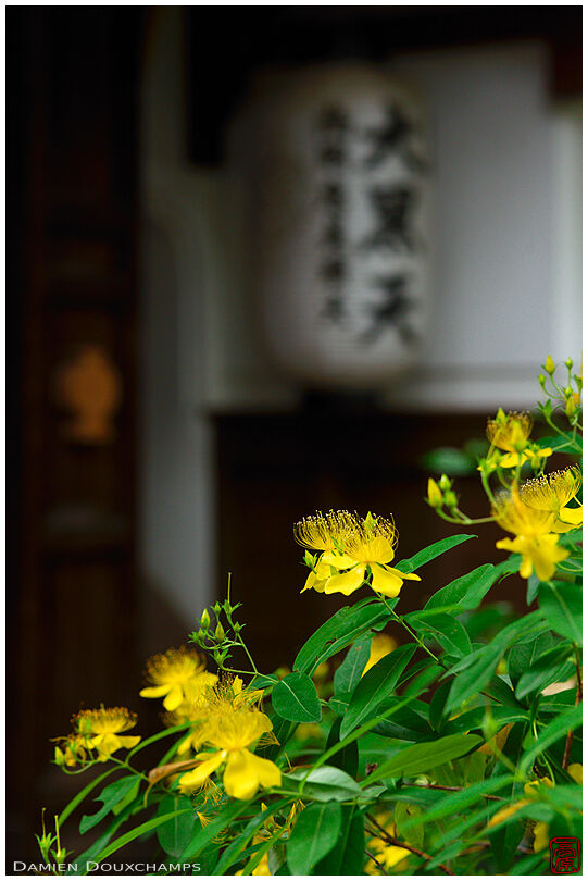 Yellow flowers in the small garden of Uhō-in temple in the heart of Kyoto, Japan