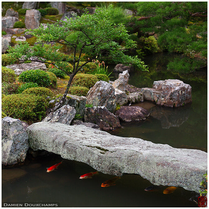 Row of koi carps sheltering from the sun under a stone bridge in Toji-in temple garden, Kyoto, Japan