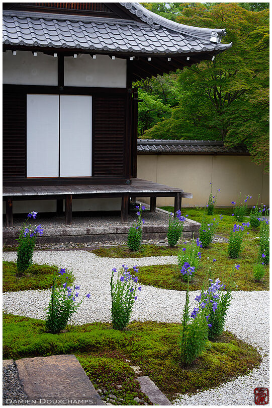 Bell flowers blooming in moss and rock garden, Rozan-ji temple, Kyoto, Japan