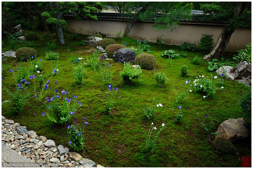 Blue and white bellflowers on moss garden, Tentoku-in temple, Kyoto, Japan
