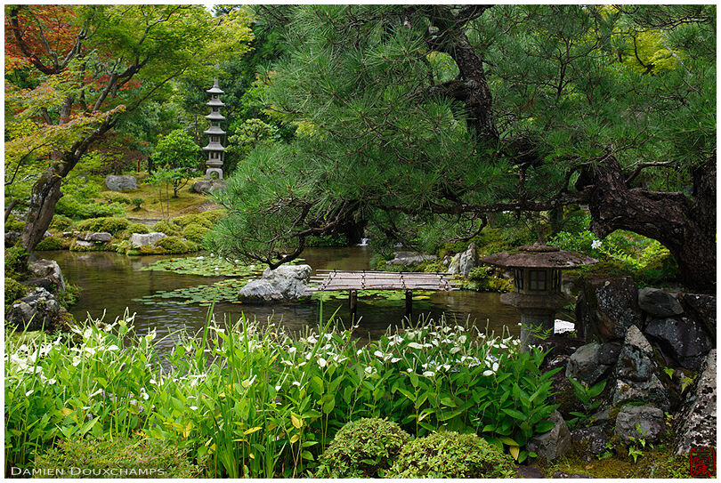 White hangesho blooing around the pond of Dainei-ken temple, Kyoto, Japan