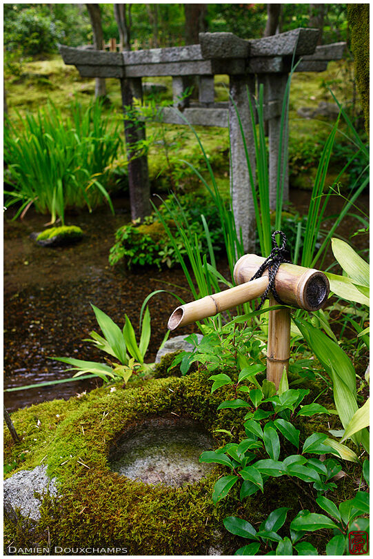 Mossy tsukubai water basin and rate tripod torii gates, Kyoto, Japan