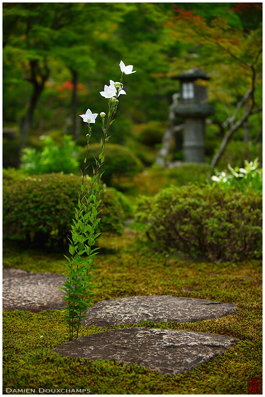 White bellflowers growing on moss garden, Dainei-ken temple, Kyoto, Japan