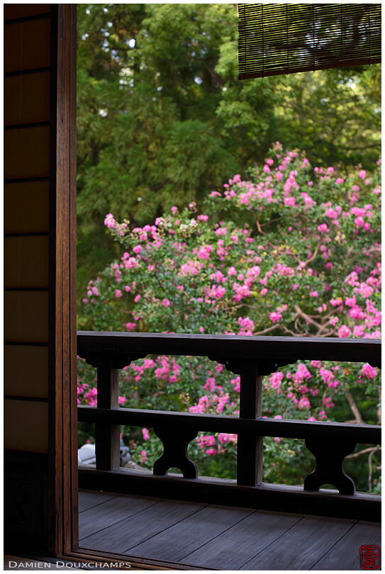 Flowering sarusuberi tree in the garden of the Shusui-tei tea house, Kyoto, Japan