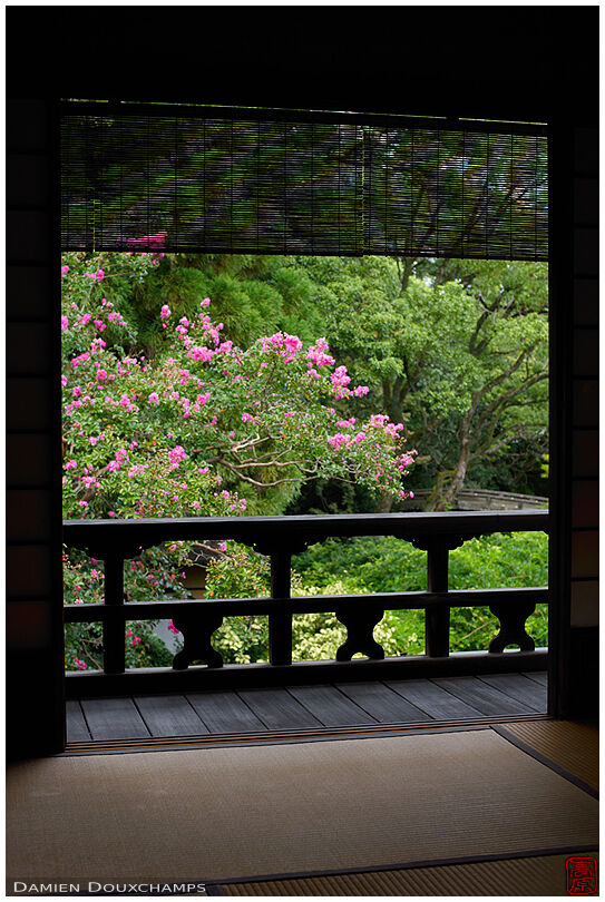 The bright pink flowers of sarusuberi tree in the Shusui-tei tea house, Kyoto, Japan