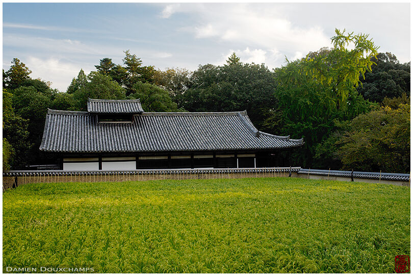 Rice field and traditional building near Nigatsu-do in Nara Park, Japan
