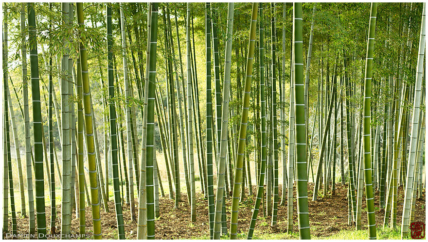 Bamboo grove in the Heian-kyo gardens, Kyoto, Japan