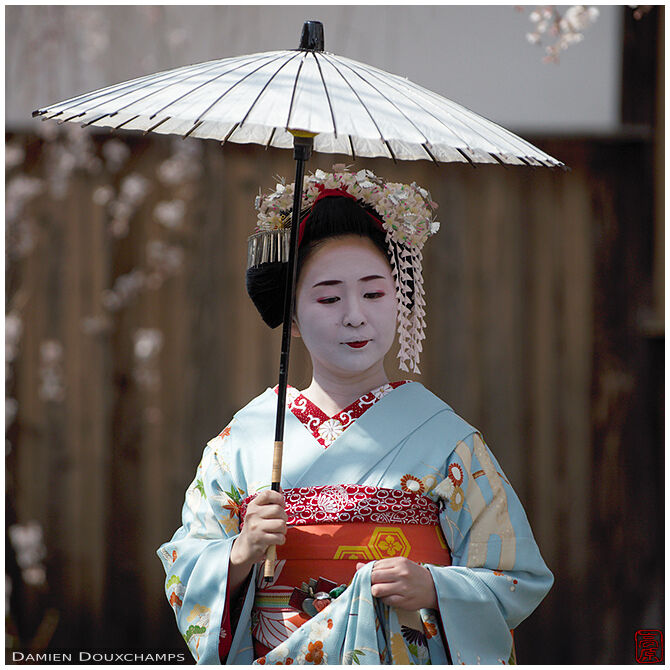 Maiko during cherry blossom season in Honman-ji temple, Kyoto, Japan