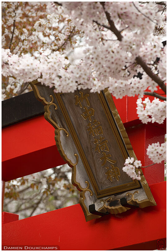 Torii gate and shrine name plaque behind cherry blossoms, Takenaka Inari Jinja, Kyoto, Japan