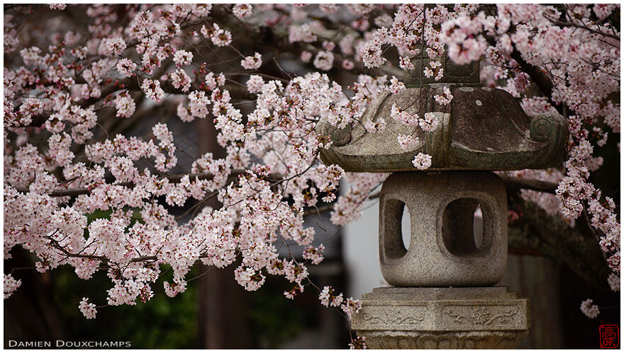Stone lantern among pin cherry blossoms, Shinyo-do temple, Kyoto, Japan