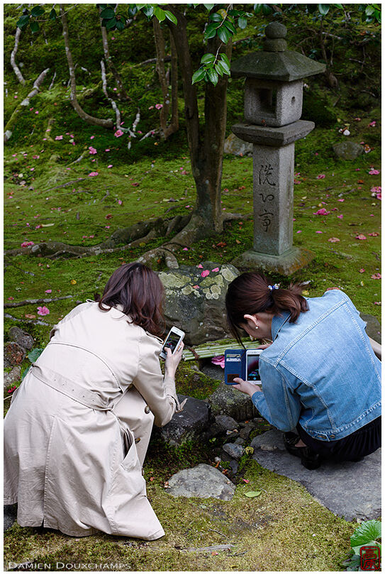 Women photographing tsubaki flowers in Reikan-ji temple, Kyoto, Japan