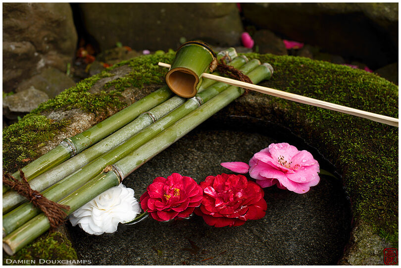 Moss-covered tsukubai water basin with bamboo ladle and camellia flowers, Reikan-ji temple, Kyoto, Japan