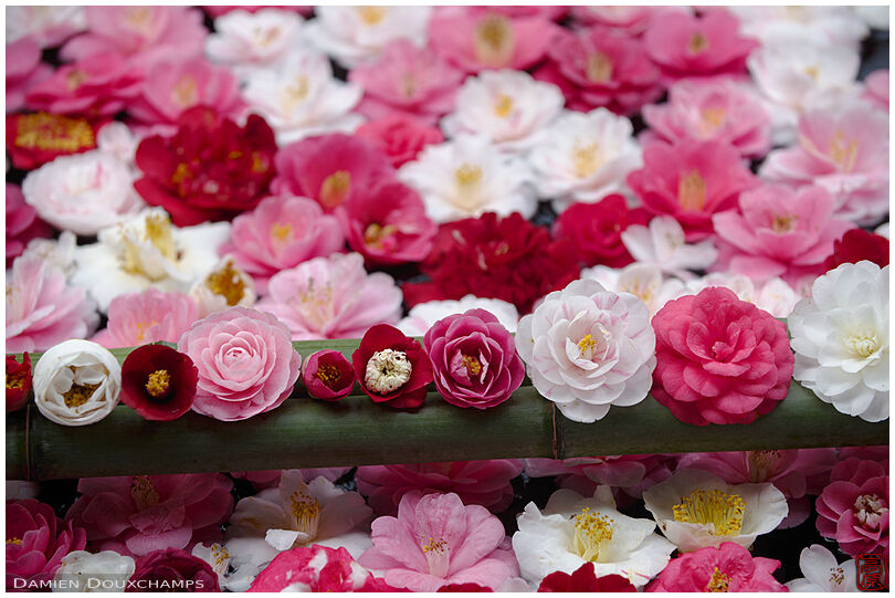Floral composition with camellias, Honen-in temple, Kyoto, Japan
