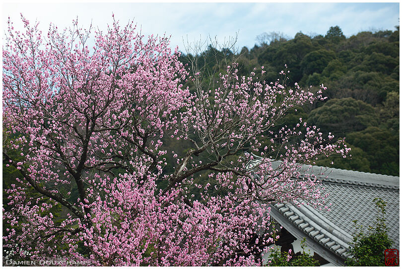 Large cherry blossom tree near Reikan-ji temple, Kyoto, Japan